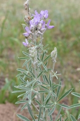 Lupinus leucophyllus