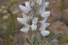 Lupinus leucophyllus