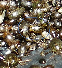 Berosus pantherinus
