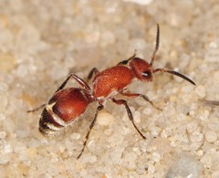 Timulla ornatipennis
