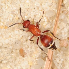 Timulla ornatipennis