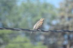 Turdus migratorius