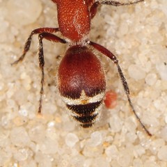 Timulla ornatipennis