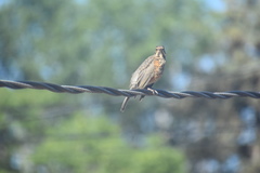 Turdus migratorius