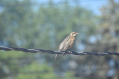 Turdus migratorius