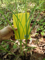 Carex sparganioides