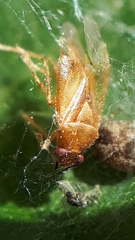 Tropidosteptes