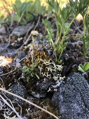 Antennaria monocephala
