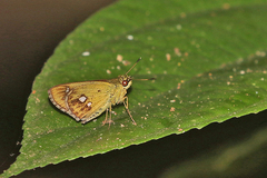 Scobura isota