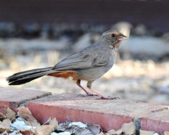 Melozone crissalis