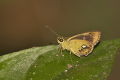 Scobura isota