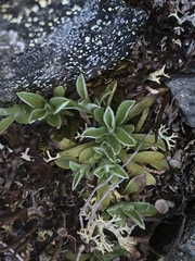 Antennaria monocephala