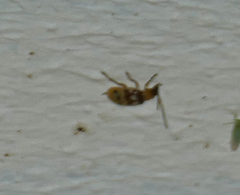 Paranapiacaba connexa