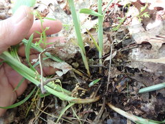 Carex sparganioides