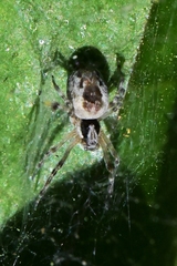 Dictynidae