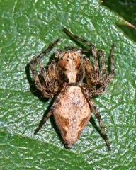 Oxyopes scalaris