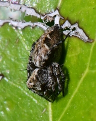 Oxyopes scalaris