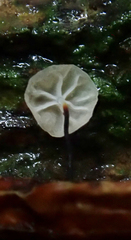 Gloiocephala