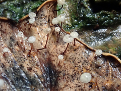 Gloiocephala