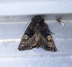 Euplexia benesimilis