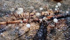 Gloiocephala