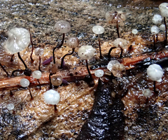 Gloiocephala