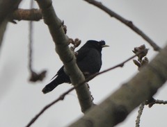 Acridotheres cristatellus cristatellus