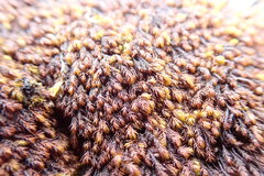 Andreaea nivalis