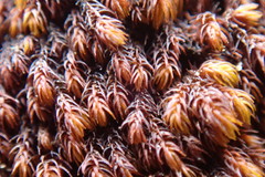 Andreaea nivalis