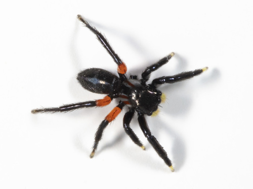 Contrasting Jumping Spider