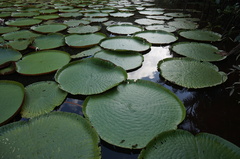 Victoria amazonica