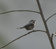 Aegithalos glaucogularis