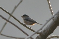 Aegithalos glaucogularis