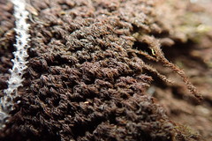 Andreaea nivalis
