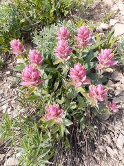 Castilleja purpurea