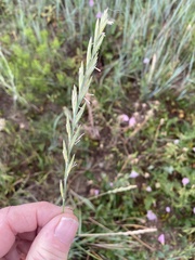 Elymus smithii