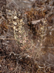 Lepidium virginicum menziesii
