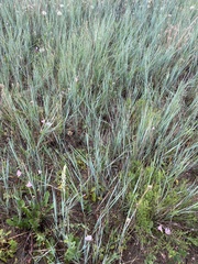 Elymus smithii