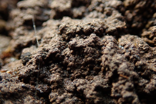 Toninia squalida