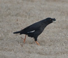 Acridotheres cristatellus cristatellus