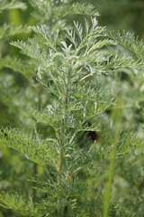 Artemisia macrantha