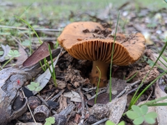 Cortinarius clelandii