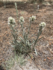 Oreocarya suffruticosa setosa