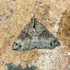 Lithilaria ossicolor