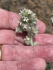 Oreocarya suffruticosa setosa