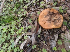 Cortinarius clelandii