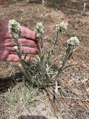 Oreocarya suffruticosa setosa