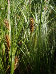 Carex exsiccata