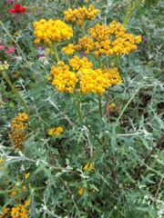 Eriophyllum staechadifolium