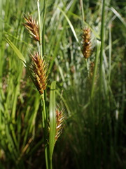Carex exsiccata